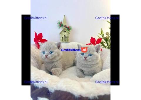 Brits korthaar katten zoeken een nieuw thuis