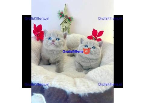 Brits korthaar katten zoeken een nieuw thuis