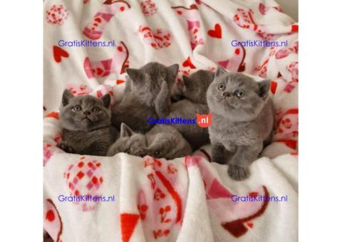 Brits korthaar katten zoeken een nieuw thuis