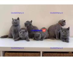 Brits korthaar katten zoeken een nieuw thuis