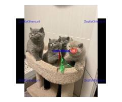 Brits korthaar katten zoeken een nieuw thuis