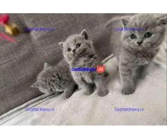 Brits korthaar katten zoeken een nieuw thuis