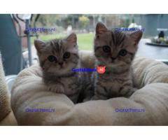 Britse Korthaar/Scottish Fold Blauw en Lilac kitten