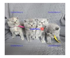 Britse Korthaar/Scottish Fold Blauw en Lilac kitten
