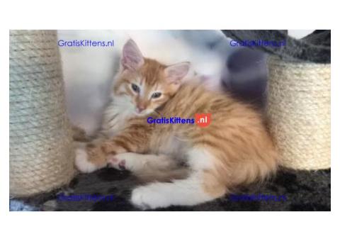 Boskat kittens van 11 weken oud