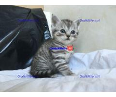 Scotish Fold kittens