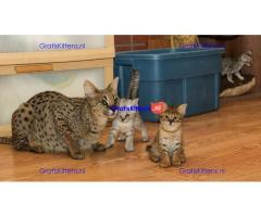 2 Savannah kittens beschikbaar.