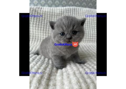 Britse Korthaar/Scottish Fold Blauw en Lilac kitten