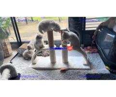 Britse Korthaar/Scottish Fold Blauw en Lilac kitten