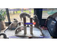 Britse Korthaar/Scottish Fold Blauw en Lilac kitten