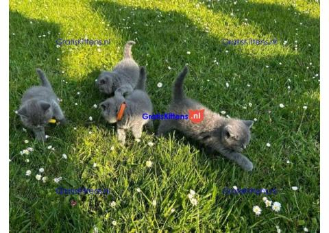 Britse Korthaar/Scottish Fold Blauw en Lilac kitten