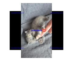 Britse Korthaar/Scottish Fold Blauw en Lilac kitten €  Whatsapp-nummer: +31 6 877 322 95