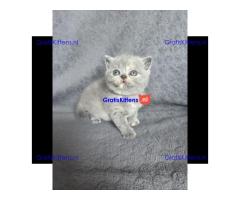 Britse Korthaar/Scottish Fold Blauw en Lilac kitten €  Whatsapp-nummer: +31 6 877 322 95