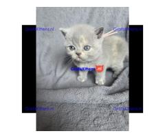 Britse Korthaar/Scottish Fold Blauw en Lilac kitten €  Whatsapp-nummer: +31 6 877 322 95