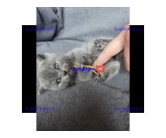 Britse Korthaar/Scottish Fold Blauw en Lilac kitten €  Whatsapp-nummer: +31 6 877 322 95