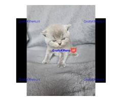 Britse Korthaar/Scottish Fold Blauw en Lilac kitten €  Whatsapp-nummer: +31 6 877 322 95