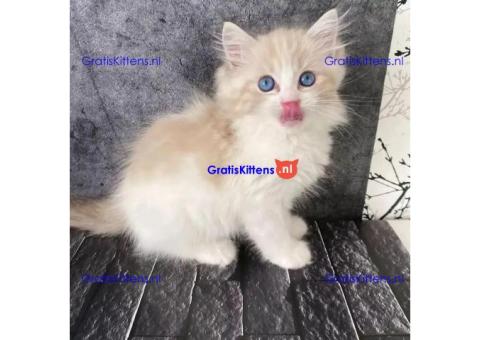 Bengaalse/Ragdoll/ kittens beschikbaar/ WhatsApp +3197010270440