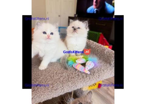 Bengaalse/Ragdoll/ kittens beschikbaar/ WhatsApp +3197010270440
