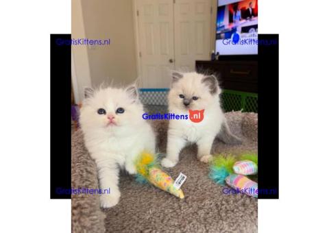 Bengaalse/Ragdoll/ kittens beschikbaar/ WhatsApp +3197010270440