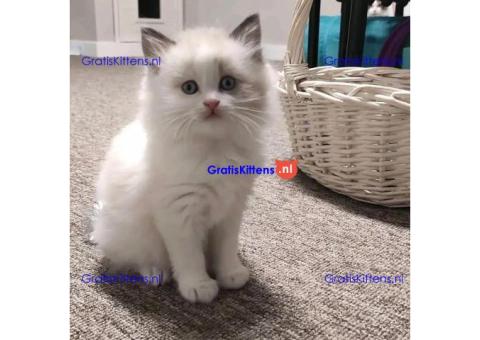 Bengaalse/Ragdoll/ kittens beschikbaar/ WhatsApp +3197010270440