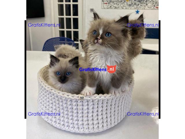 Bengaalse/Ragdoll/ kittens beschikbaar/ WhatsApp +3197010270440