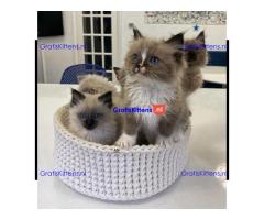 Bengaalse/Ragdoll/ kittens beschikbaar/ WhatsApp +3197010270440
