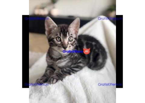 Bengaalse/Ragdoll/ kittens beschikbaar/ WhatsApp +3197010270440