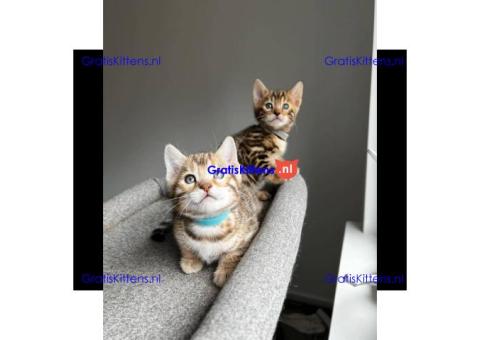 Bengaalse/Ragdoll/ kittens beschikbaar/ WhatsApp +3197010270440