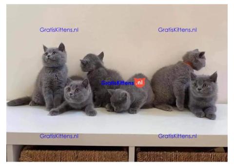 Britse korthaar kittens Beschikbaare: WhatsApp +3197010270440