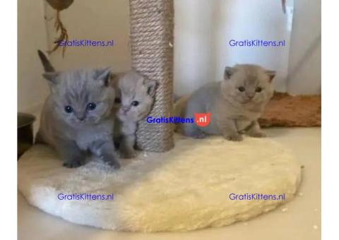 Britse korthaar kittens Beschikbaare: WhatsApp +3197010270440