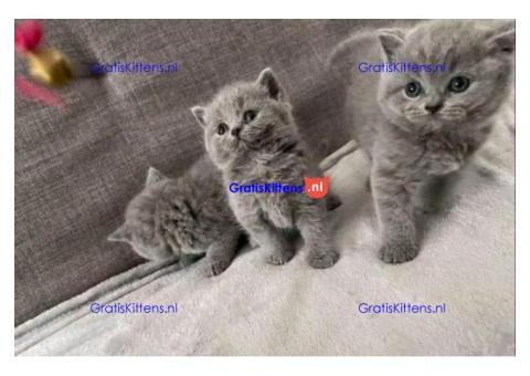 Britse korthaar kittens Beschikbaare: WhatsApp +3197010270440