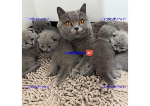 Britse korthaar kittens Beschikbaare: WhatsApp +3197010270440