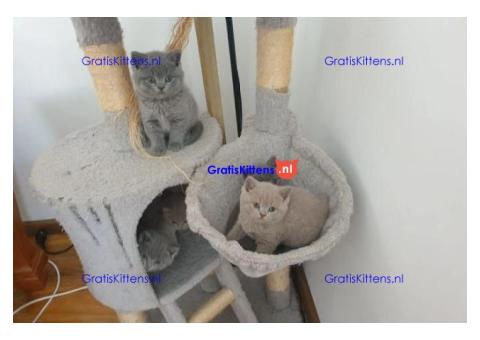 Britse korthaar kittens Beschikbaare: WhatsApp +3197010270440