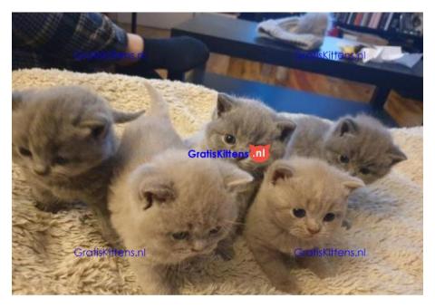 Britse korthaar kittens Beschikbaare: WhatsApp +3197010270440