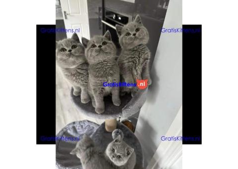 Britse korthaar kittens Beschikbaare: WhatsApp +3197010270440