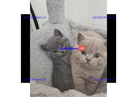 Britse korthaar kittens Beschikbaare: WhatsApp +3197010270440