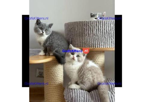 Britse korthaar kittens Beschikbaare: WhatsApp +3197010270440