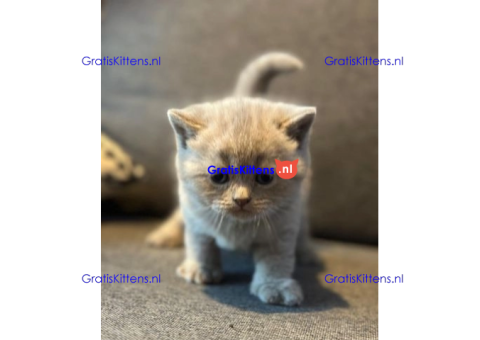 Britse korthaar kittens Beschikbaare: WhatsApp +3197010270440