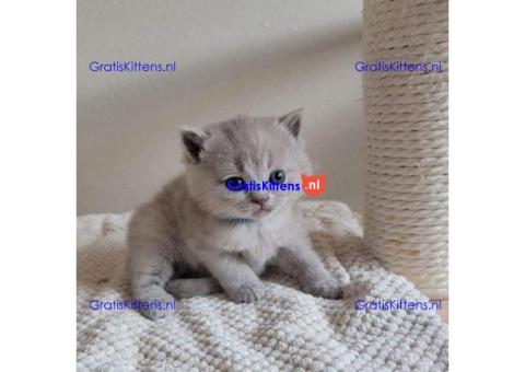Britse korthaar kittens Beschikbaare: WhatsApp +3197010270440
