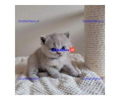 Britse korthaar kittens Beschikbaare: WhatsApp +3197010270440