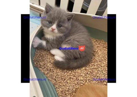 Britse korthaar kittens Beschikbaare: WhatsApp +3197010270440