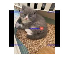 Britse korthaar kittens Beschikbaare: WhatsApp +3197010270440