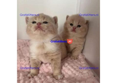 Britse korthaar kittens Beschikbaare: WhatsApp +3197010270440