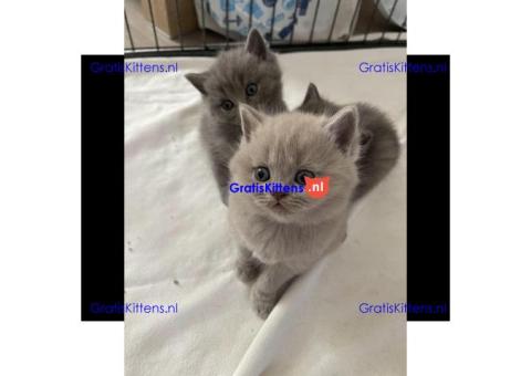 Britse korthaar kittens Beschikbaare: WhatsApp +3197010270440
