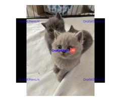Britse korthaar kittens Beschikbaare: WhatsApp +3197010270440