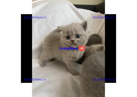 Britse korthaar kittens Beschikbaare: WhatsApp +3197010270440