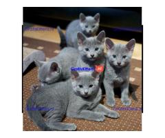 Cattery Kittens te koop €200