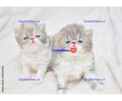 Perzisch langhaar Speciaal