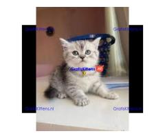 Scotish Fold kittens