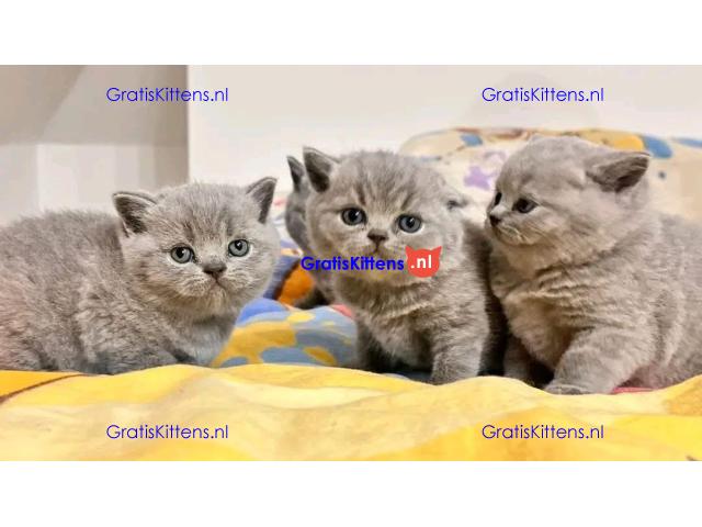 BHK Britse Korthaar Kittens